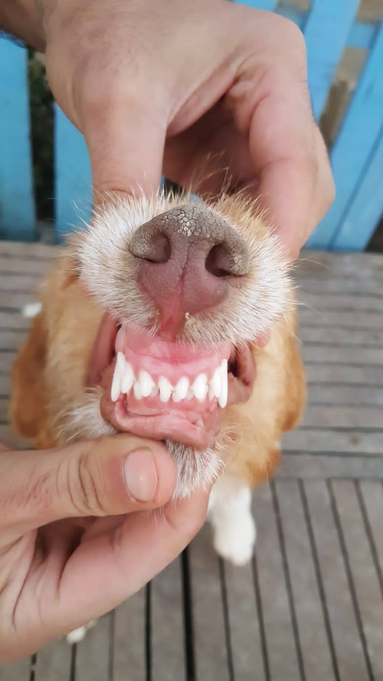 *ADOPTED* <br> Clementine